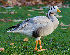  ( - Aves_BFB_Hawlitschek_2014-10-25_0032)  @14 [ ] CreativeCommons - Attribution Non-Commercial Share-Alike (2015) Unspecified SNSB, Zoologische Staatssammlung Muenchen