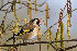  ( - Aves_BFB_Hawlitschek_2014-10-25_0052)  @14 [ ] CreativeCommons - Attribution Non-Commercial Share-Alike (2015) Unspecified SNSB, Zoologische Staatssammlung Muenchen