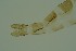  (Pseudorthocladius uniserratus - ZSM34341-B05)  @12 [ ] Unspecified (default): All Rights Reserved  SNSB, Staatliche Naturwissenschaftliche Sammlungen Bayerns ZSM (SNSB, Zoologische Staatssammlung Muenchen)