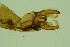  (Chaetocladius sp. 1SW - ZSM34342-C02)  @11 [ ] Unspecified (default): All Rights Reserved  SNSB, Staatliche Naturwissenschaftliche Sammlungen Bayerns ZSM (SNSB, Zoologische Staatssammlung Muenchen)