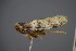  (Asiraca clavicornis - BC_ZSM_CIC_0141)  @11 [ ] CreativeCommons - Attribution Non-Commercial Share-Alike (2016) SNSB, Staatliche Naturwissenschaftliche Sammlungen Bayerns ZSM (SNSB, Zoologische Staatssammlung Muenchen)