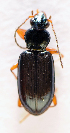  (Bembidion decorum - BC ZSM COL 00395)  @13 [ ] CreativeCommons - Attribution Non-Commercial Share-Alike (2010) Unspecified SNSB, Zoologische Staatssammlung Muenchen
