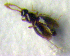  (Microscydmus nanus - BC ZSM COL 00405)  @12 [ ] CreativeCommons - Attribution Non-Commercial Share-Alike (2010) Unspecified SNSB, Zoologische Staatssammlung Muenchen