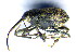  (Curculio villosus - BC ZSM COL 00658)  @13 [ ] CreativeCommons - Attribution Non-Commercial Share-Alike (2010) Unspecified SNSB, Zoologische Staatssammlung Muenchen