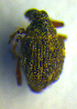  (Neophytobius muricatus - BC ZSM COL 00671)  @11 [ ] CreativeCommons - Attribution Non-Commercial Share-Alike (2010) Unspecified SNSB, Zoologische Staatssammlung Muenchen