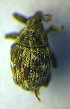  (Microplontus millefolii - BC ZSM COL 00702)  @12 [ ] CreativeCommons - Attribution Non-Commercial Share-Alike (2010) Unspecified SNSB, Zoologische Staatssammlung Muenchen