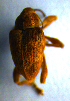  (Curculio pellitus - BC ZSM COL 00751)  @12 [ ] CreativeCommons - Attribution Non-Commercial Share-Alike (2010) Unspecified SNSB, Zoologische Staatssammlung Muenchen