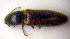  (Athous vittatus - BC ZSM COLA 00040)  @13 [ ] CreativeCommons - Attribution Non-Commercial Share-Alike (2010) Unspecified SNSB, Zoologische Staatssammlung Muenchen