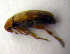  (Anaspis maculata - BC ZSM COLA 00056)  @14 [ ] CreativeCommons - Attribution Non-Commercial Share-Alike (2010) Unspecified SNSB, Zoologische Staatssammlung Muenchen