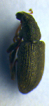  (Sitona puncticollis - BC ZSM COL 00978)  @11 [ ] CreativeCommons - Attribution Non-Commercial Share-Alike (2010) Unspecified SNSB, Zoologische Staatssammlung Muenchen