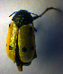  (Lachnaia sexpunctata - BC ZSM COL 01009)  @13 [ ] CreativeCommons - Attribution Non-Commercial Share-Alike (2010) Unspecified SNSB, Zoologische Staatssammlung Muenchen