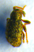  (Limobius - BC ZSM COL 01090)  @13 [ ] CreativeCommons - Attribution Non-Commercial Share-Alike (2010) Stefan Schmidt SNSB, Zoologische Staatssammlung Muenchen