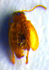  (Longitarsus celticus - BC ZSM COL 01095)  @12 [ ] CreativeCommons - Attribution Non-Commercial Share-Alike (2010) Stefan Schmidt SNSB, Zoologische Staatssammlung Muenchen