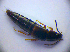  (Tachinus fimetarius - BC ZSM COL 01319)  @13 [ ] CreativeCommons - Attribution Non-Commercial Share-Alike (2010) Stefan Schmidt SNSB, Zoologische Staatssammlung Muenchen