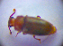  (Cryptophagus micaceus - BC ZSM COL 01654)  @12 [ ] CreativeCommons - Attribution Non-Commercial Share-Alike (2010) Stefan Schmidt SNSB, Zoologische Staatssammlung Muenchen