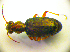  (Asaphidion pallipes - BC ZSM COL 01705)  @14 [ ] CreativeCommons - Attribution Non-Commercial Share-Alike (2010) Stefan Schmidt SNSB, Zoologische Staatssammlung Muenchen