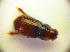  (Psammodius pierottii - BC ZSM COL 01724)  @12 [ ] CreativeCommons - Attribution Non-Commercial Share-Alike (2010) Stefan Schmidt SNSB, Zoologische Staatssammlung Muenchen