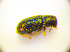  (Orthocis lucasi - BC ZSM COL 01858)  @12 [ ] CreativeCommons - Attribution Non-Commercial Share-Alike (2010) Stefan Schmidt SNSB, Zoologische Staatssammlung Muenchen