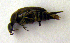  (Mordella brachyura - BC ZSM COLA 00171)  @12 [ ] CreativeCommons - Attribution Non-Commercial Share-Alike (2010) Unspecified SNSB, Zoologische Staatssammlung Muenchen