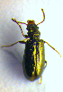  (Rabocerus - BC ZSM COL 01206)  @13 [ ] CreativeCommons - Attribution Non-Commercial Share-Alike (2010) Stefan Schmidt SNSB, Zoologische Staatssammlung Muenchen