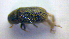  (Polygraphus grandiclava - BC ZSM COL 01221)  @13 [ ] CreativeCommons - Attribution Non-Commercial Share-Alike (2010) Stefan Schmidt SNSB, Zoologische Staatssammlung Muenchen