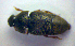  (Brachypterolus vestitus - BC ZSM COL 01225)  @12 [ ] CreativeCommons - Attribution Non-Commercial Share-Alike (2010) Stefan Schmidt SNSB, Zoologische Staatssammlung Muenchen