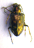  (Bembidion argenteolum - BC ZSM COL 01981)  @13 [ ] CreativeCommons - Attribution Non-Commercial Share-Alike (2010) Stefan Schmidt SNSB, Zoologische Staatssammlung Muenchen