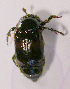  (Nicrophorus vestigator - BC ZSM COL 02120)  @13 [ ] CreativeCommons - Attribution Non-Commercial Share-Alike (2010) Stefan Schmidt SNSB, Zoologische Staatssammlung Muenchen