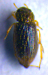  (Helophorus dorsalis - BC ZSM COL 02157)  @13 [ ] CreativeCommons - Attribution Non-Commercial Share-Alike (2010) Stefan Schmidt SNSB, Zoologische Staatssammlung Muenchen