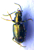  (Bembidion quadripustulatum - BC ZSM COL 02229)  @12 [ ] CreativeCommons - Attribution Non-Commercial Share-Alike (2010) Stefan Schmidt SNSB, Zoologische Staatssammlung Muenchen