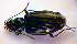  (Bembidion prasinum - BCZSM_COL_WL_0023)  @13 [ ] CreativeCommons - Attribution Non-Commercial Share-Alike (2010) Stefan Schmidt SNSB, Zoologische Staatssammlung Muenchen