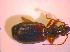  (Cymindis vaporariorum - BC ZSM COL 02389)  @12 [ ] CreativeCommons - Attribution Non-Commercial Share-Alike (2010) Zoologische Staatssammlung Muenchen SNSB, Zoologische Staatssammlung Muenchen