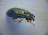  (Cerophytidae - BC ZSM COL 02831)  @14 [ ] CreativeCommons - Attribution Non-Commercial Share-Alike (2012) Zoologische Staatssammlung Muenchen SNSB, Zoologische Staatssammlung Muenchen
