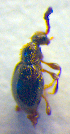  (Euconnus carinthiacus - BC ZSM COL 02516)  @12 [ ] CreativeCommons - Attribution Non-Commercial Share-Alike (2010) Zoologische Staatssammlung Muenchen SNSB, Zoologische Staatssammlung Muenchen
