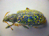  (Phyllobius betulinus - BFB_Col_FK_3635)  @13 [ ] CreativeCommons - Attribution Non-Commercial Share-Alike (2012) Zoologische Staatssammlung Muenchen SNSB, Zoologische Staatssammlung Muenchen