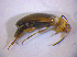  (Anaspis thoracica - BFB_Col_FK_4984)  @13 [ ] CreativeCommons - Attribution Non-Commercial Share-Alike (2012) Zoologische Staatssammlung Muenchen SNSB, Zoologische Staatssammlung Muenchen