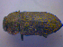  (Anthaxia helvetica - BFB_Col_FK_4588)  @14 [ ] CreativeCommons - Attribution Non-Commercial Share-Alike (2012) Zoologische Staatssammlung Muenchen SNSB, Zoologische Staatssammlung Muenchen