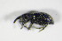  (Catapion seniculus - BFB_Col_FK_8795)  @13 [ ] CreativeCommons - Attribution Non-Commercial Share-Alike (2015) Unspecified SNSB, Zoologische Staatssammlung Muenchen