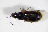  (Acupalpus maculatus - BFB_Col_FK_8874)  @13 [ ] CreativeCommons - Attribution Non-Commercial Share-Alike (2015) Unspecified SNSB, Zoologische Staatssammlung Muenchen