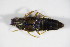  (Oxypoda acuminata - BFB_Col_FK_8888)  @13 [ ] CreativeCommons - Attribution Non-Commercial Share-Alike (2015) Unspecified SNSB, Zoologische Staatssammlung Muenchen