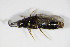  (Atheta euryptera - BFB_Col_FK_8889)  @13 [ ] CreativeCommons - Attribution Non-Commercial Share-Alike (2015) Unspecified SNSB, Zoologische Staatssammlung Muenchen