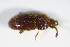  (Cryptophagus setulosus - BFB_Col_FK_8996)  @14 [ ] CreativeCommons - Attribution Non-Commercial Share-Alike (2015) Unspecified SNSB, Zoologische Staatssammlung Muenchen