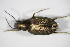  (Bembidion striatum - BFB_Col_FK_9026)  @13 [ ] CreativeCommons - Attribution Non-Commercial Share-Alike (2015) Unspecified SNSB, Zoologische Staatssammlung Muenchen