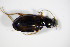  (Bembidion fluviatile - BFB_Col_FK_9049)  @13 [ ] CreativeCommons - Attribution Non-Commercial Share-Alike (2015) Unspecified SNSB, Zoologische Staatssammlung Muenchen