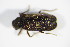  (Grynobius planus - BFB_Col_FK_9077)  @11 [ ] CreativeCommons - Attribution Non-Commercial Share-Alike (2015) Unspecified SNSB, Zoologische Staatssammlung Muenchen