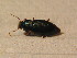  (Ophonus laticollis - BCZSM_COLA_01652)  @13 [ ] CreativeCommons - Attribution Non-Commercial Share-Alike (2015) Unspecified SNSB, Zoologische Staatssammlung Muenchen
