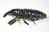  (Lixus angustatus - BFB_Col_FK_9328)  @13 [ ] CreativeCommons - Attribution Non-Commercial Share-Alike (2015) Unspecified SNSB, Zoologische Staatssammlung Muenchen