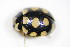  (Coccinula quatuordecimpustulata - BFB_Col_FK_9351)  @13 [ ] CreativeCommons - Attribution Non-Commercial Share-Alike (2015) Unspecified SNSB, Zoologische Staatssammlung Muenchen