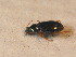  (Bembidion italicum - BFB_Col_FK_9520)  @12 [ ] CreativeCommons - Attribution Non-Commercial Share-Alike (2015) Unspecified SNSB, Zoologische Staatssammlung Muenchen