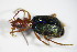  (Brachinus explodens - BFB_Col_FK_9609)  @13 [ ] CreativeCommons - Attribution Non-Commercial Share-Alike (2015) Unspecified SNSB, Zoologische Staatssammlung Muenchen